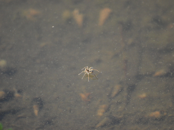 Wolf spider - Unidentified sp.