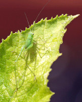 Mediterranean katydid - Phaneroptera nana