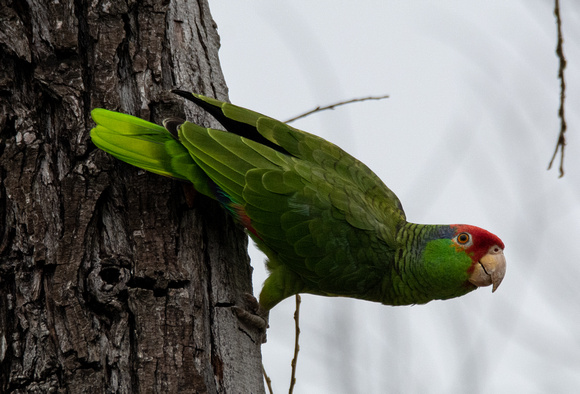 Red-crowned Parrot - Amazona viridigenalis