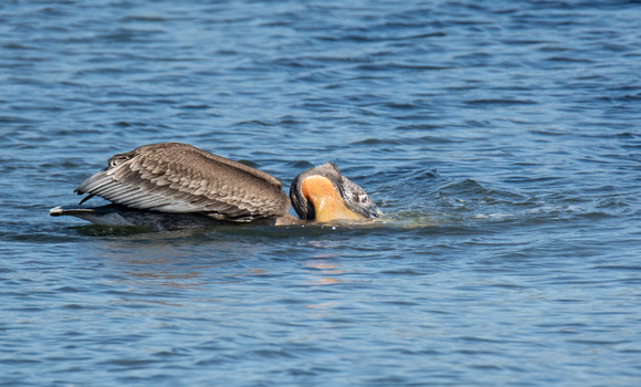 Brown Pelican - Pelecanus occidentalis
