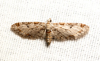 Geometrid moth - Eupithecia nevadata