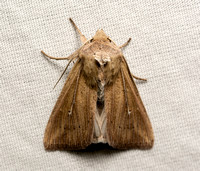 Noctuid moth - Leucania sp.