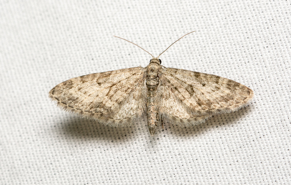 Geometrid moth - Unidentified sp.