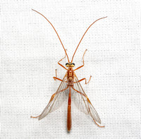 Short-tailed Ichneumon Wasp - Ophion sp.