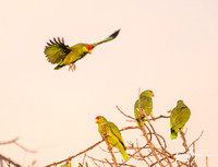 Red-crowned Parrot - Amazona viridigenalis