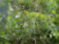 Orb weaver - Araneus gemma