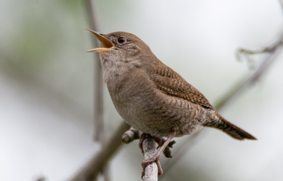 Northern House Wren - Troglodytes aedon