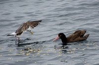 Short-tailed Albatross - Phoebastria albatrus