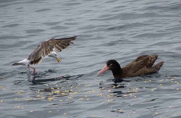 Short-tailed Albatross - Phoebastria albatrus