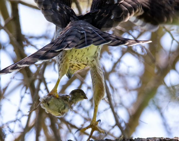 Cooper's Hawk - Astur cooperii