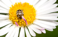 Carpet beetle - Anthrenus verbasci