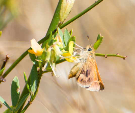 Rural skipper - Ochlodes agricola