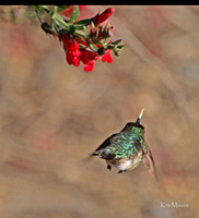Anna's Hummingbird - Calypte anna