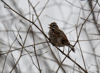 Song Sparrow - Melospiza melodia