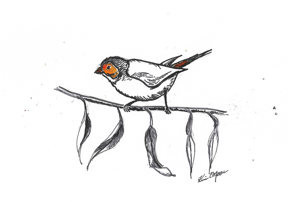 Inktober 20 of 31: Orange-cheeked Waxbill