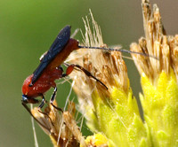 Braconid wasp 3 -  Lytopylus sp.