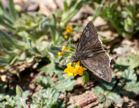 Funereal duskywing - Erynnis funeralis