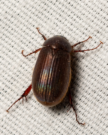 Small june beetle - Serica sp.