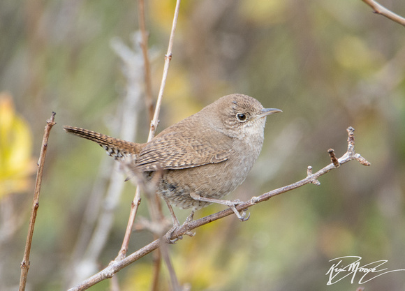 Northern House Wren - Troglodytes aedon
