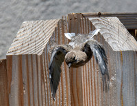 Mourning Dove - Zenaida macroura