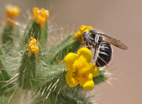 Bee 2
