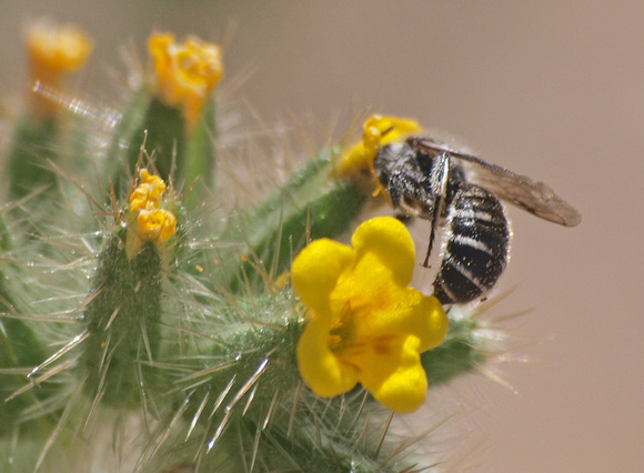 Bee 2