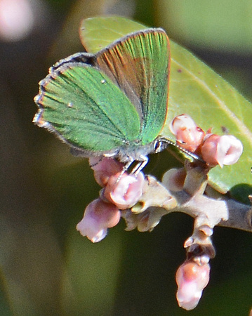 Bramble hairstreak - Callophrys perplexa