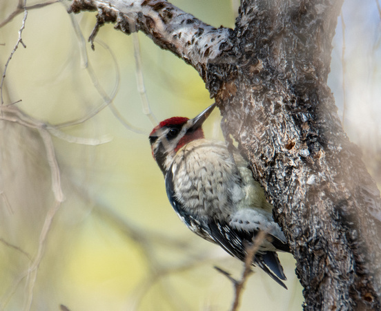 Red-naped Sapsucker - Sphyrapicus nuchalis