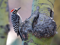 Ladder-backed Woodpecker - Dryobates scalaris