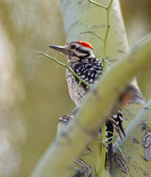 Ladder-backed Woodpecker - Dryobates scalaris