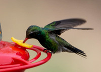 Broad-billed hummingbird - Cynanthus latirostris