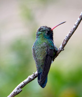 Broad-billed hummingbird - Cynanthus latirostris