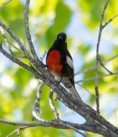 Painted Redstart - Myioborus pictus