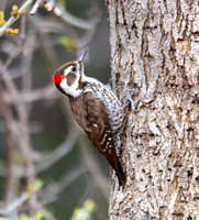 Arizona Woodpecker - Dryobates arizonae