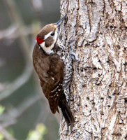 Arizona Woodpecker - Dryobates arizonae