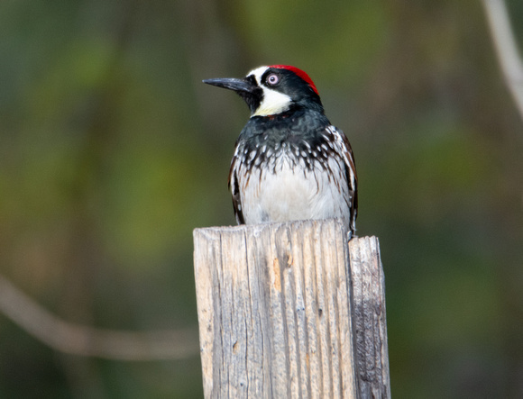 Acorn Woodpecker - Melanerpes formicivorus