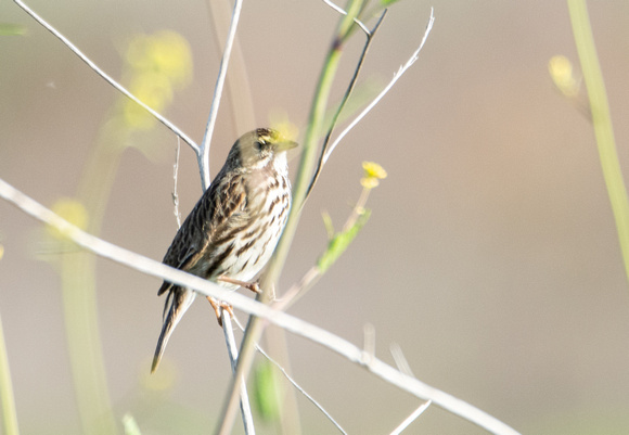 Savannah Sparrow - Passerculus sandwichensis