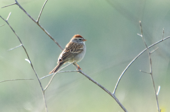 Chipping Sparrow - Spizella passerina