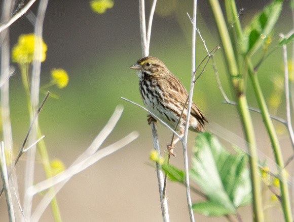 savannah Sparrow - Passerculus sandwichensis