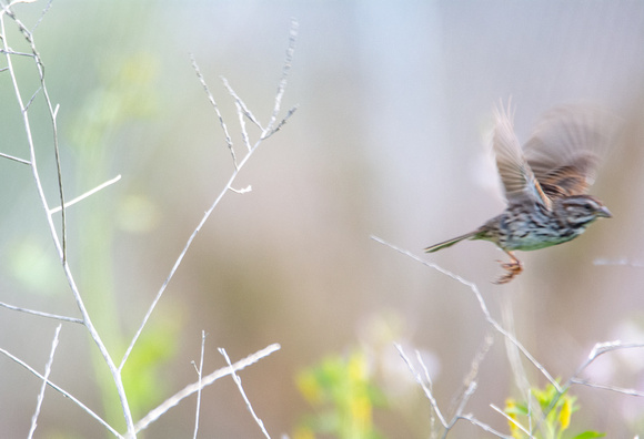 Song Sparrow - Melospiza melodia