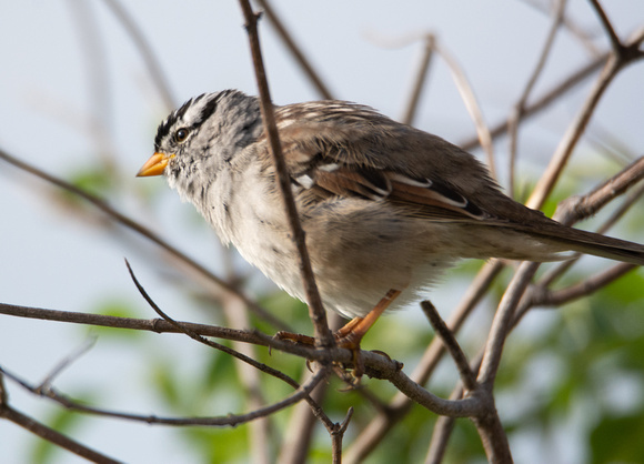 White Crowned Sparrow - Zonotrichia leucophyrs