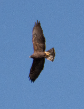 Swainson's Hawk - Buteo swainsoni (dark morph)
