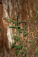 Coast Redwood - Sequoia sempervirens