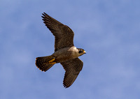 Peregrine Falcon - Falco peregrinus