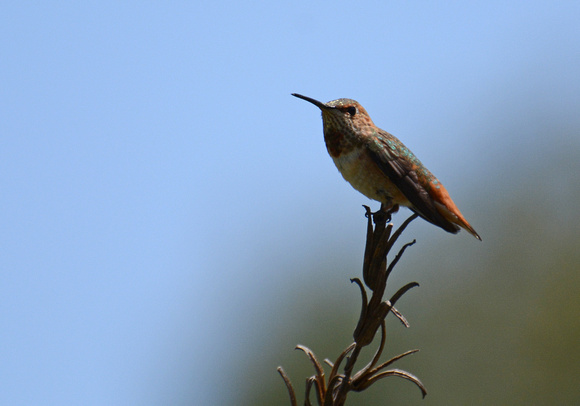 Allen's Hummingbird - Selasphorus sasin