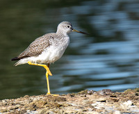 Greater Yellowlegs - Tringa melanoleuca