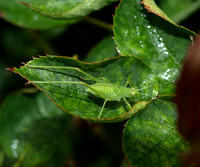 Mediterranean katydid - Phaneroptera nana