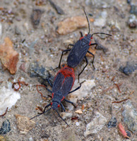 Red-shouldered bug - Jadera haematoloma