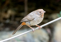 California Towhee - Melozone Crissalis