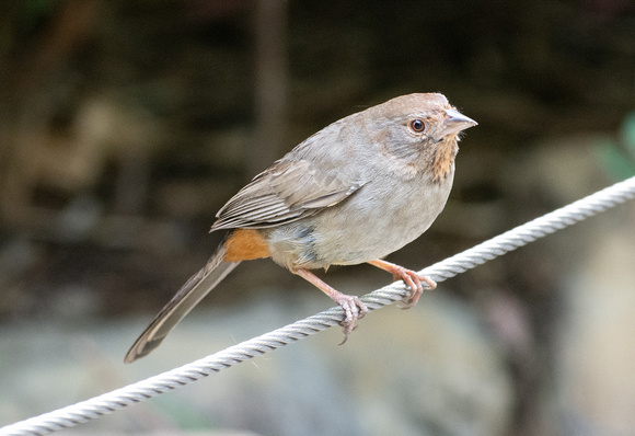 California Towhee - Melozone Crissalis